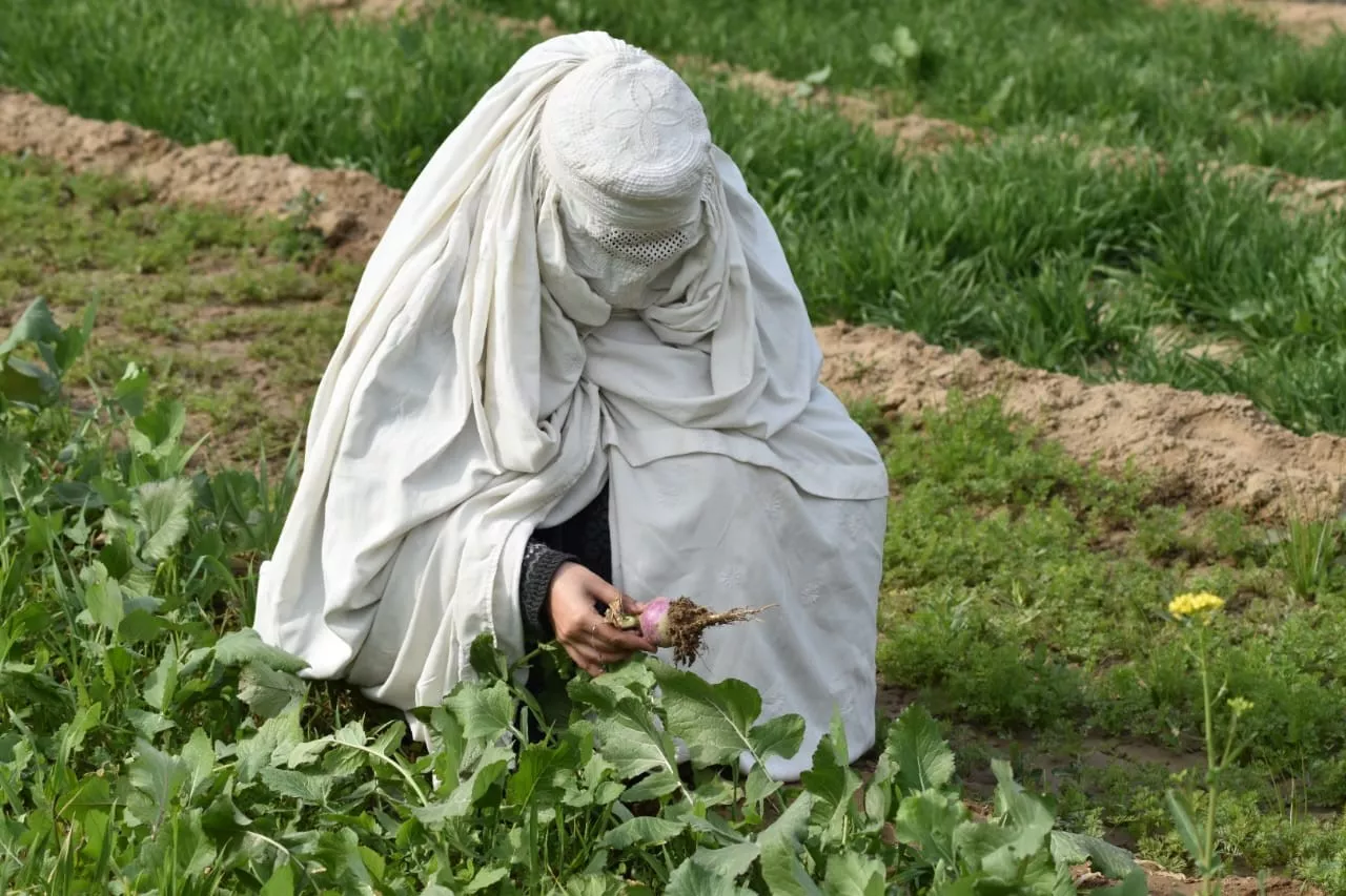 Women Empowerment Organization (WEO)